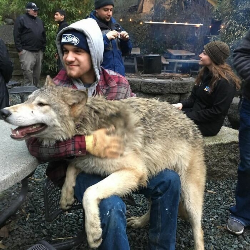 Americans pay $ 200 to pet wild wolves Americans pay $ 200 to pet wild wolves