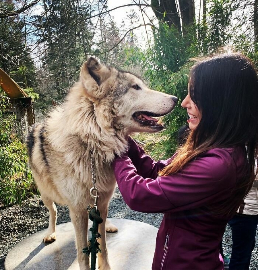 Americans pay $ 200 to pet wild wolves Americans pay $ 200 to pet wild wolves