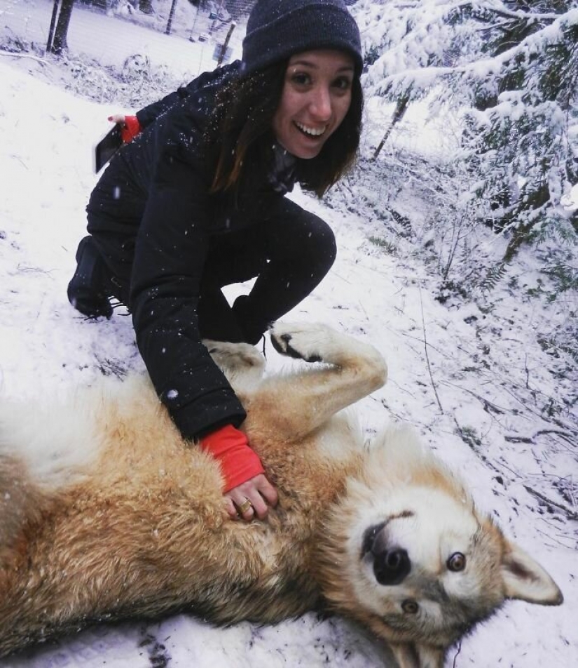 Americans pay $ 200 to pet wild wolves Americans pay $ 200 to pet wild wolves