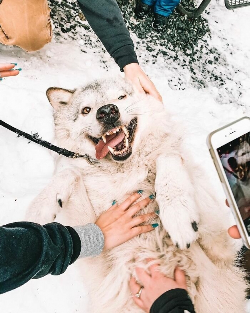 Americans pay $ 200 to pet wild wolves Americans pay $ 200 to pet wild wolves
