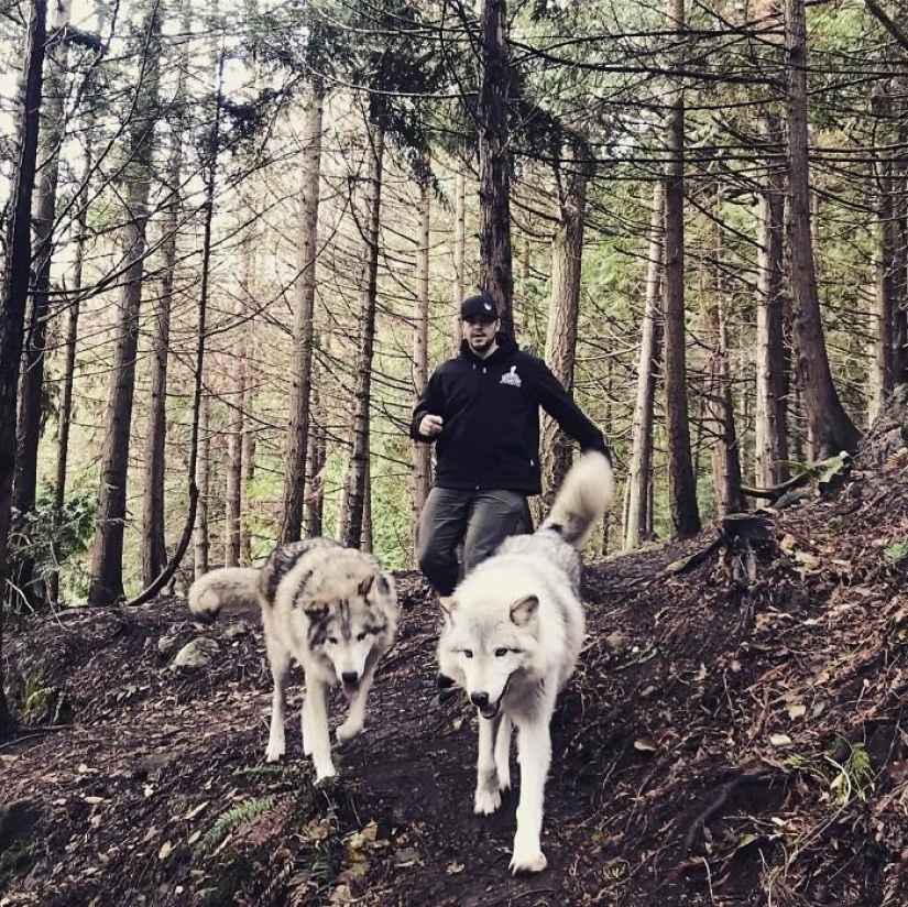 Americans pay $ 200 to pet wild wolves Americans pay $ 200 to pet wild wolves