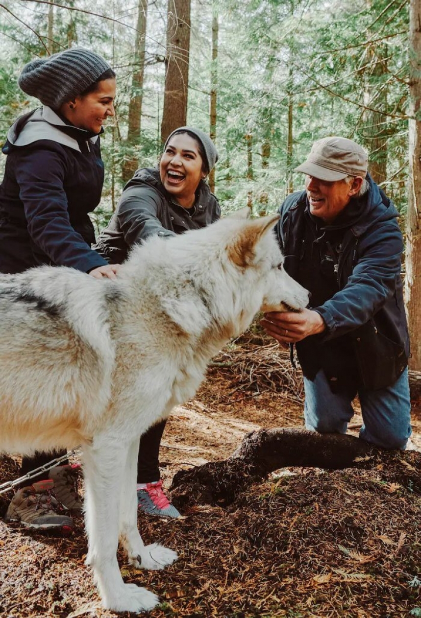 Americans pay $ 200 to pet wild wolves Americans pay $ 200 to pet wild wolves