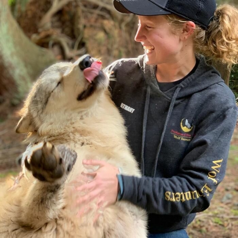 Americans pay $ 200 to pet wild wolves Americans pay $ 200 to pet wild wolves