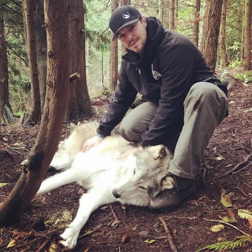Americans pay $ 200 to pet wild wolves Americans pay $ 200 to pet wild wolves