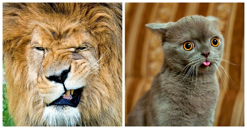 Animals that were not ready for the photo shoot