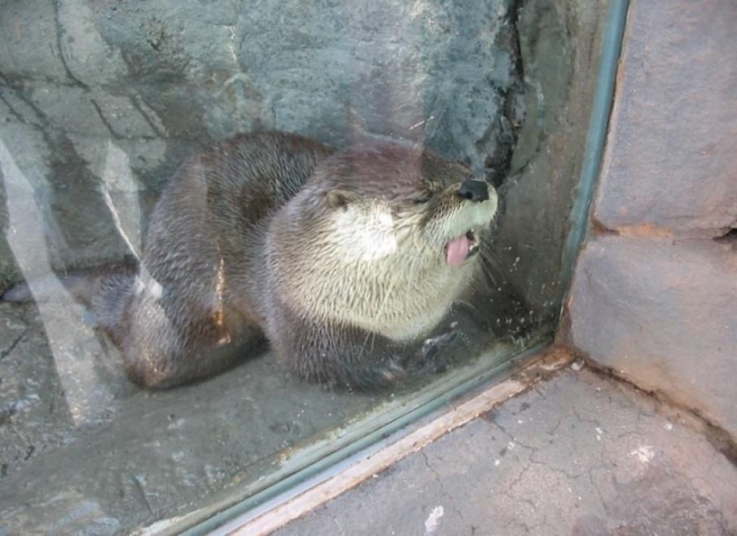 Animals that were not ready for the photo shoot