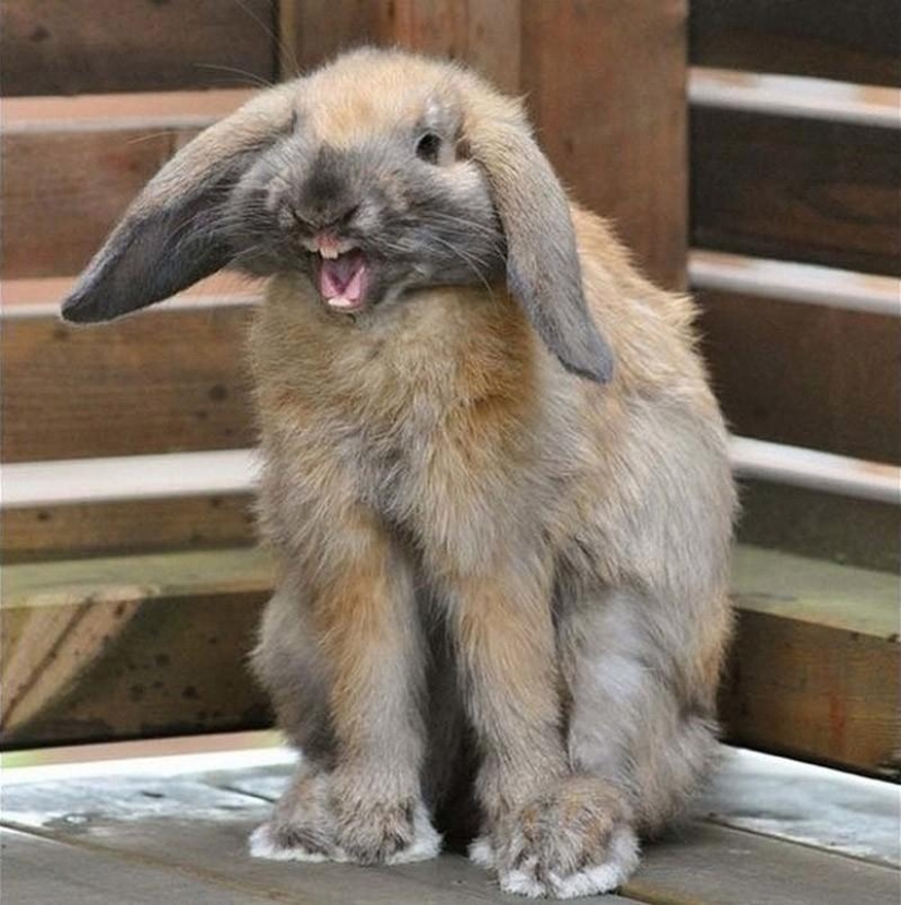 Animals that were not ready for the photo shoot