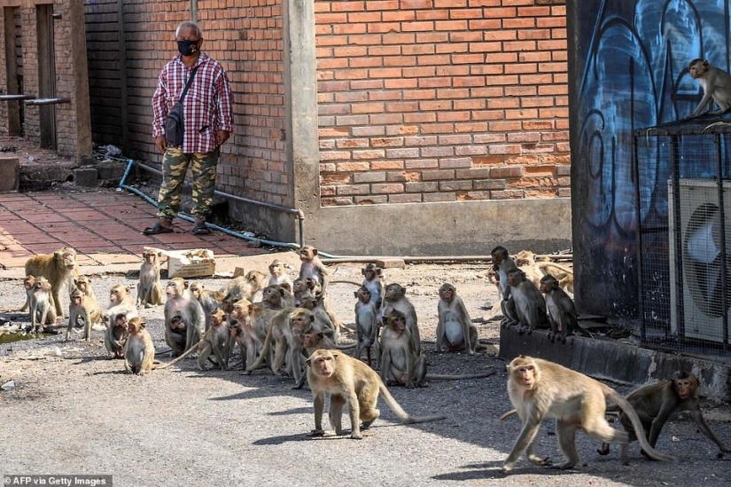 As aggressive macaques terrorize the whole city in Thailand