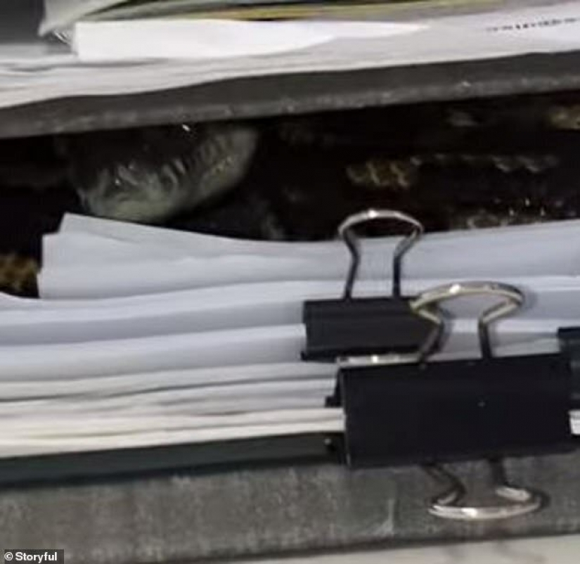 As Australian Python decided to work in the office