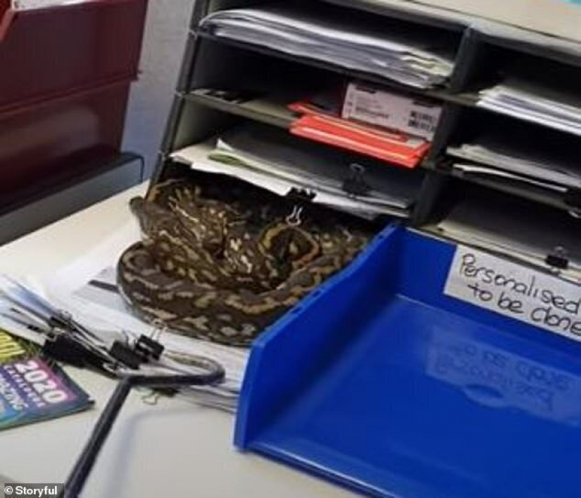As Australian Python decided to work in the office