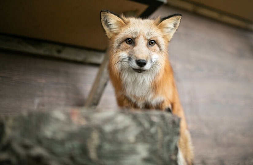 As Fox frane Polish farms gave a new life
