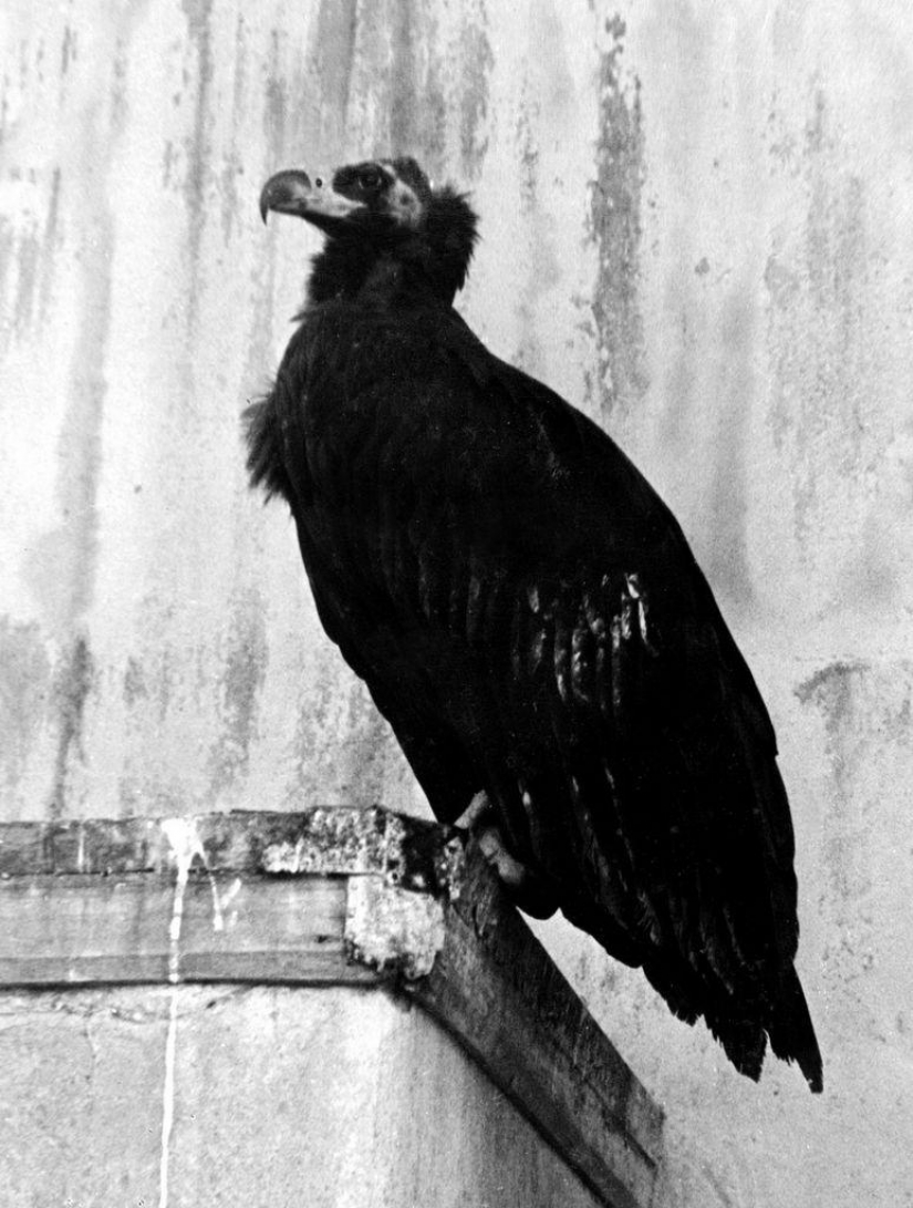 As the Leningrad zoo survived the siege As the Leningrad zoo survived the siege