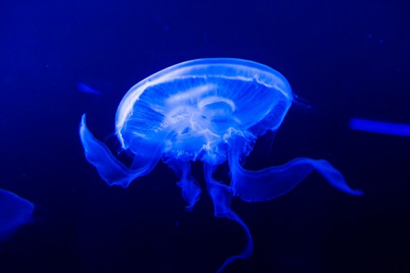 Astrofiziki inventado una nueva forma de hacer las fichas de las medusas Astrofiziki inventado una nueva forma de hacer las fichas de las medusas