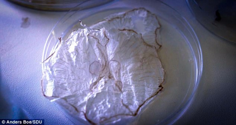 Astrofiziki inventado una nueva forma de hacer las fichas de las medusas Astrofiziki inventado una nueva forma de hacer las fichas de las medusas