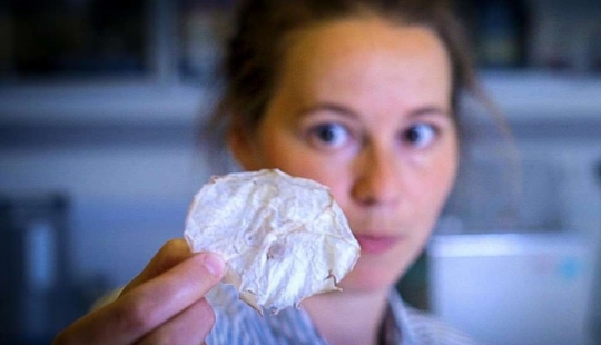 Astrofiziki invented a new way of making chips from jellyfish