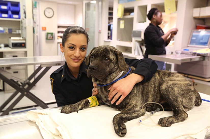 Beauties in uniform: the look of the women police in different countries