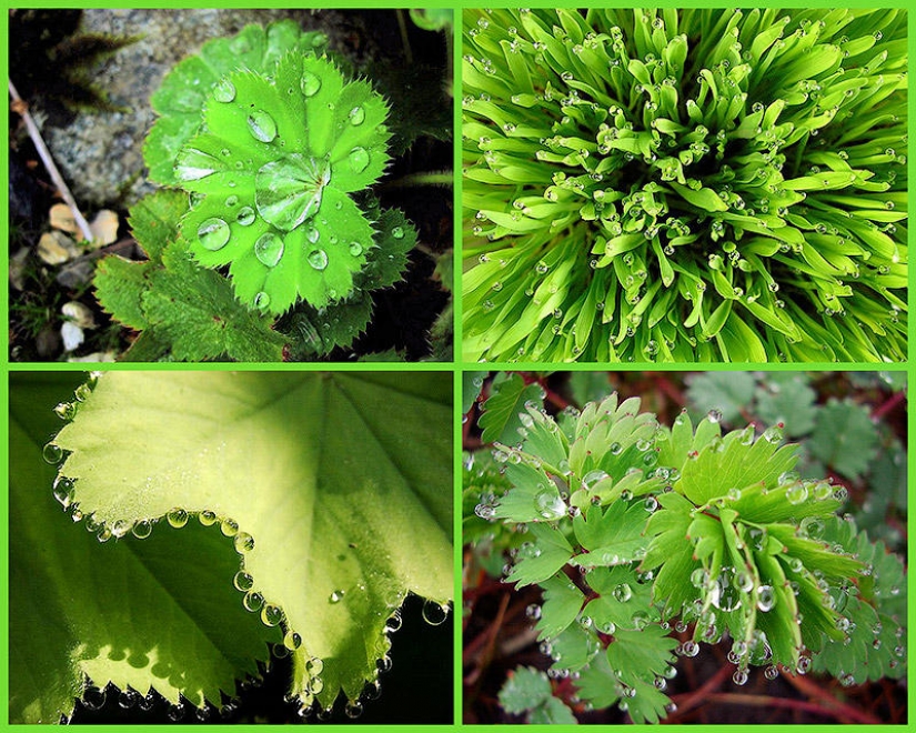 Beautiful drops: 12 examples of gulali