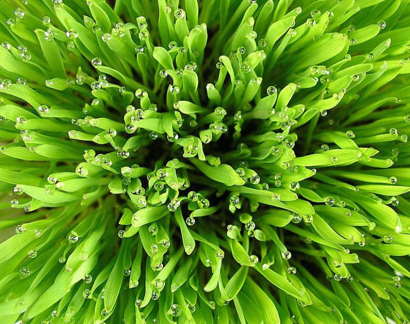 Beautiful drops: 12 examples of gulali