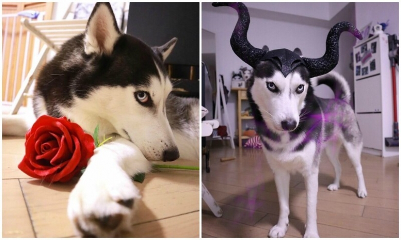 Beautiful husky that will steal your heart and won't return back