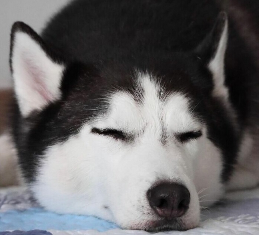 Beautiful husky that will steal your heart and won't return back