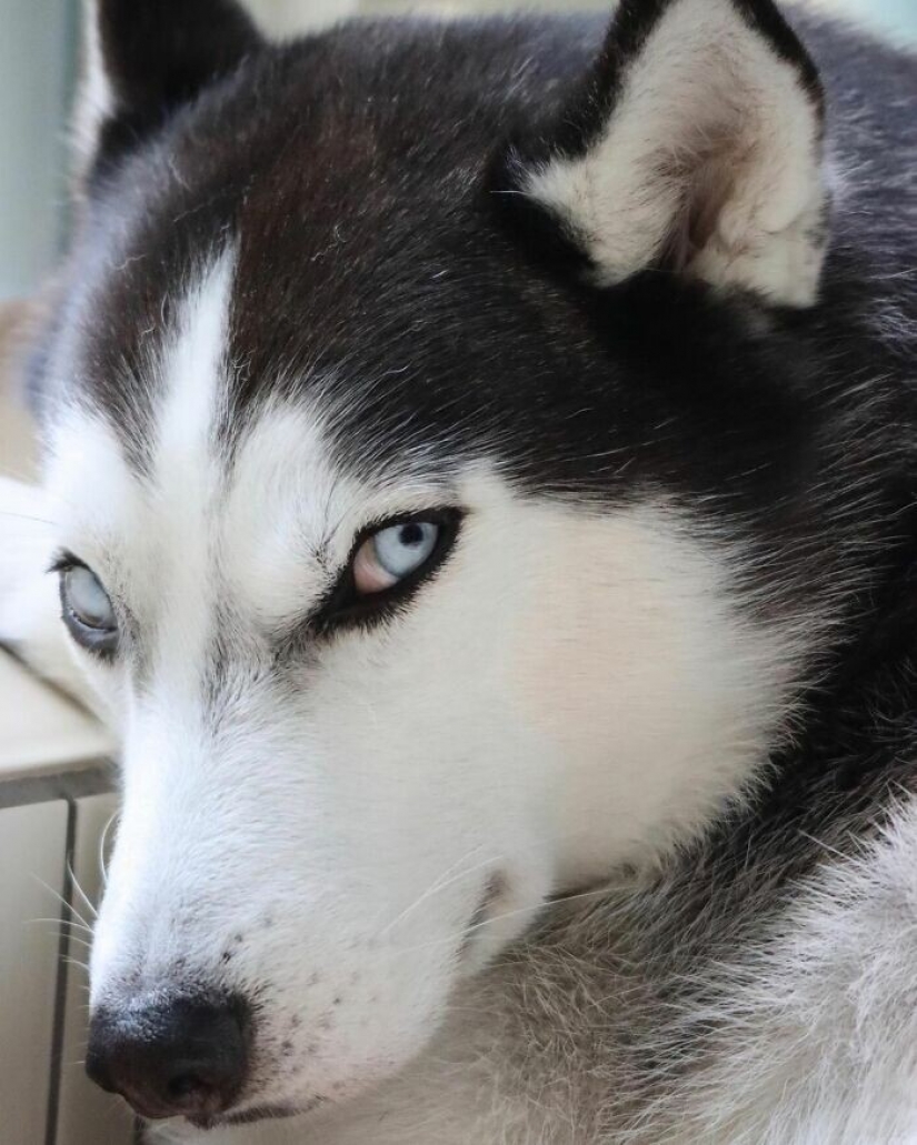 Beautiful husky that will steal your heart and won't return back