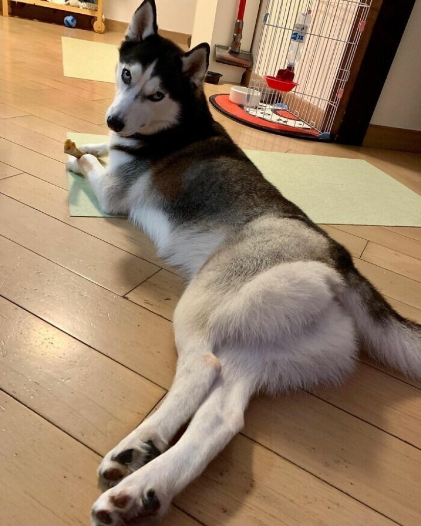 Beautiful husky that will steal your heart and won't return back