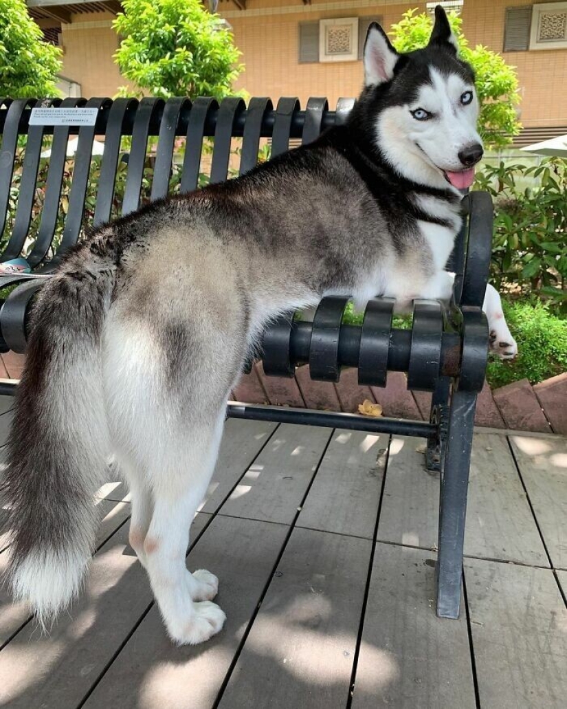 Beautiful husky that will steal your heart and won't return back