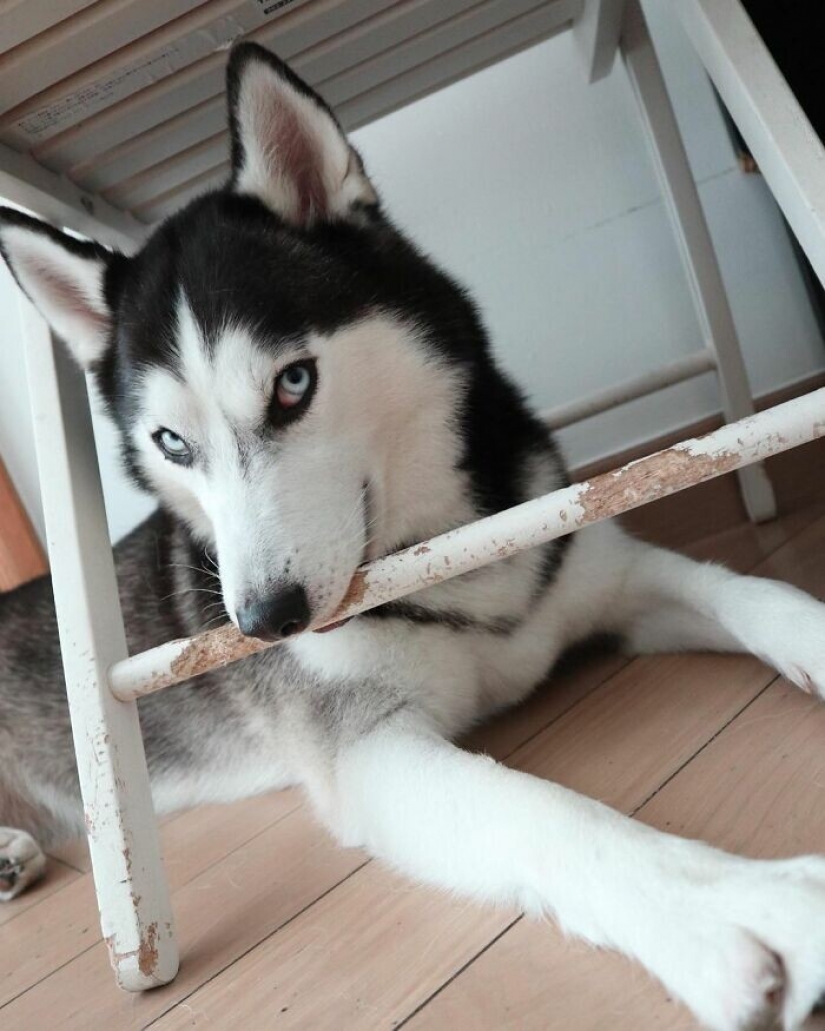 Beautiful husky that will steal your heart and won't return back