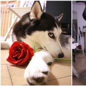 Beautiful husky that will steal your heart and won't return back
