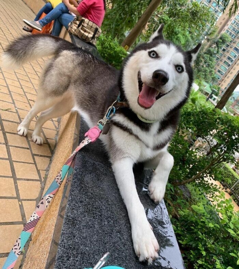 Beautiful husky that will steal your heart and won't return back