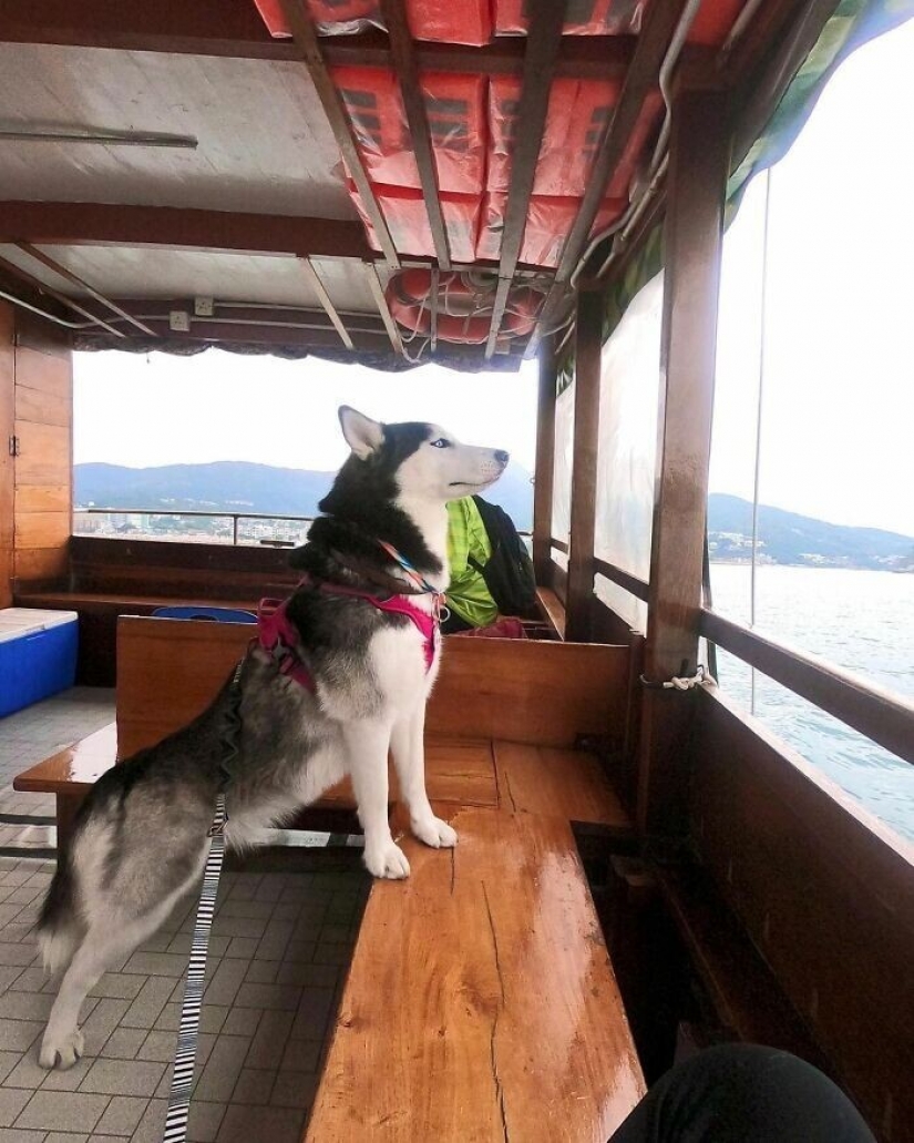 Beautiful husky that will steal your heart and won't return back