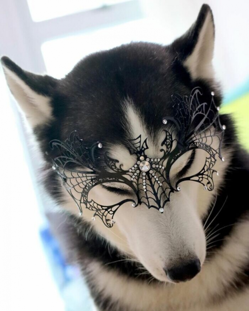 Beautiful husky that will steal your heart and won't return back