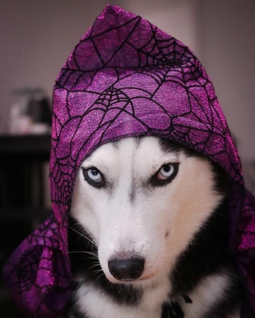 Beautiful husky that will steal your heart and won't return back