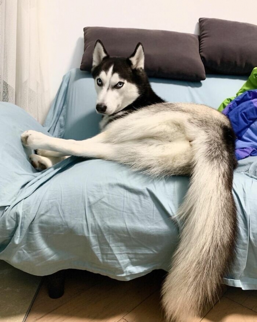 Beautiful husky that will steal your heart and won't return back