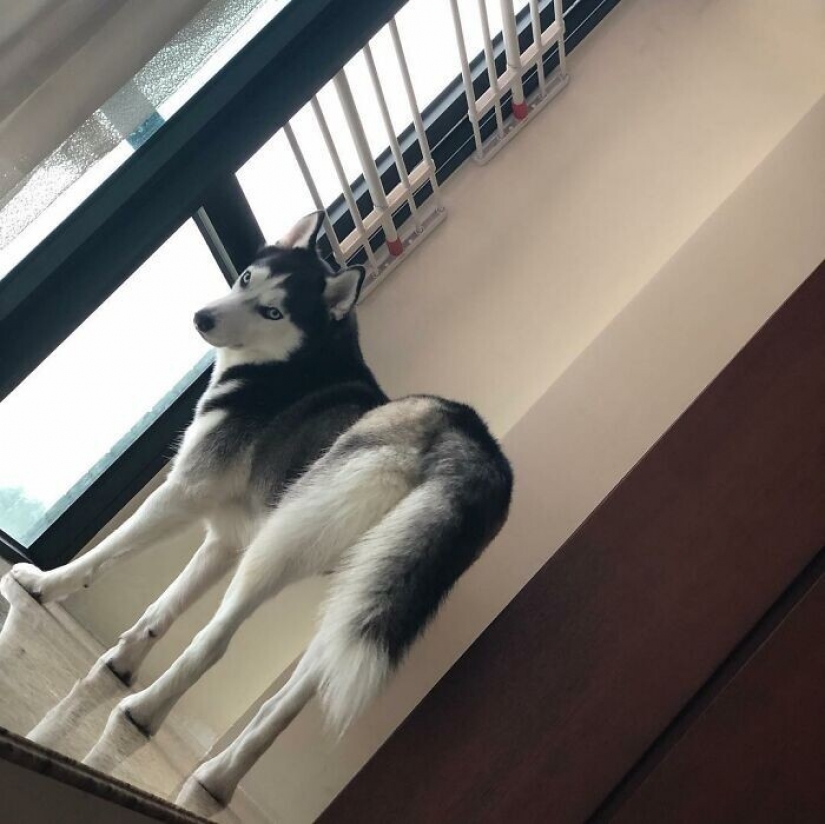 Beautiful husky that will steal your heart and won't return back