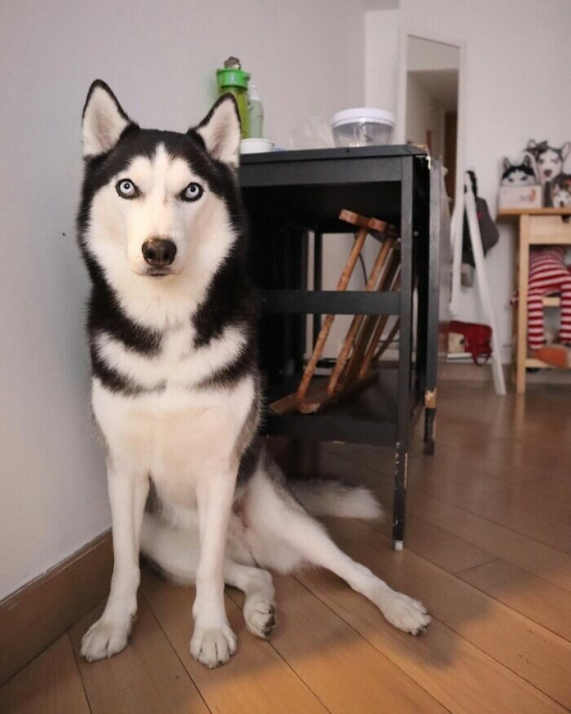 Beautiful husky that will steal your heart and won't return back