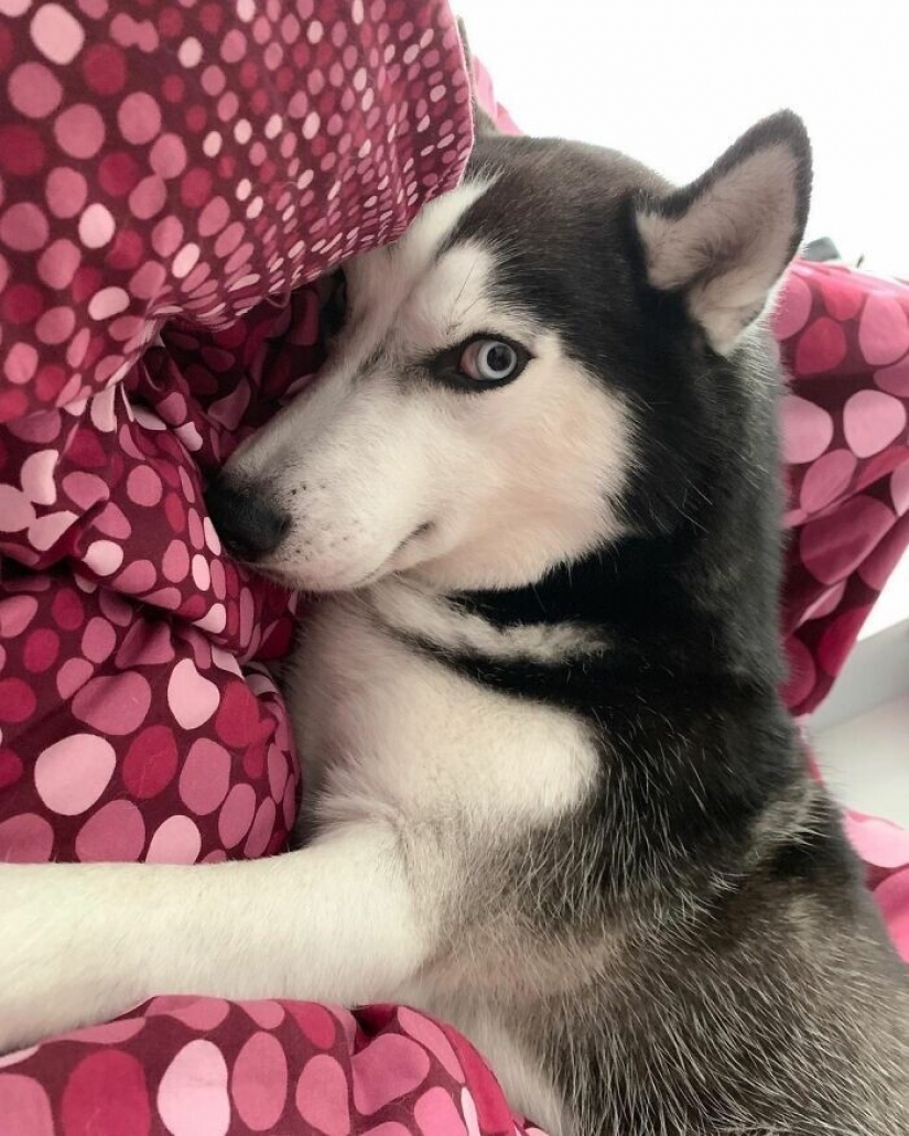 Beautiful husky that will steal your heart and won't return back