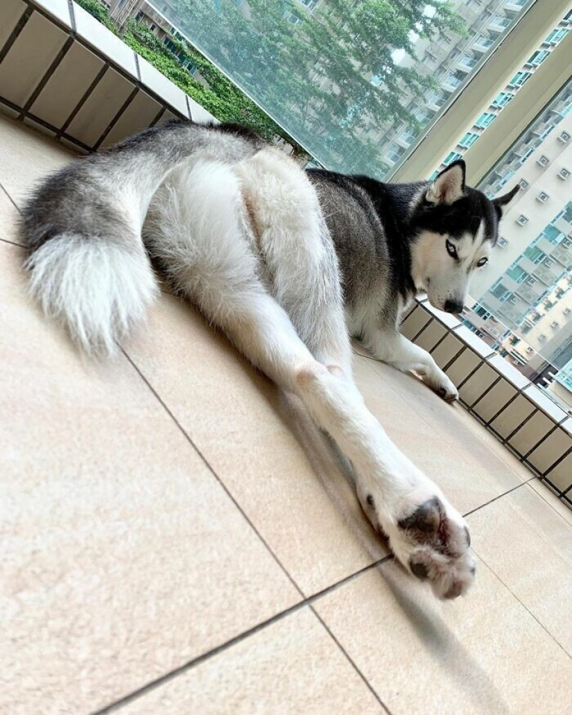 Beautiful husky that will steal your heart and won't return back
