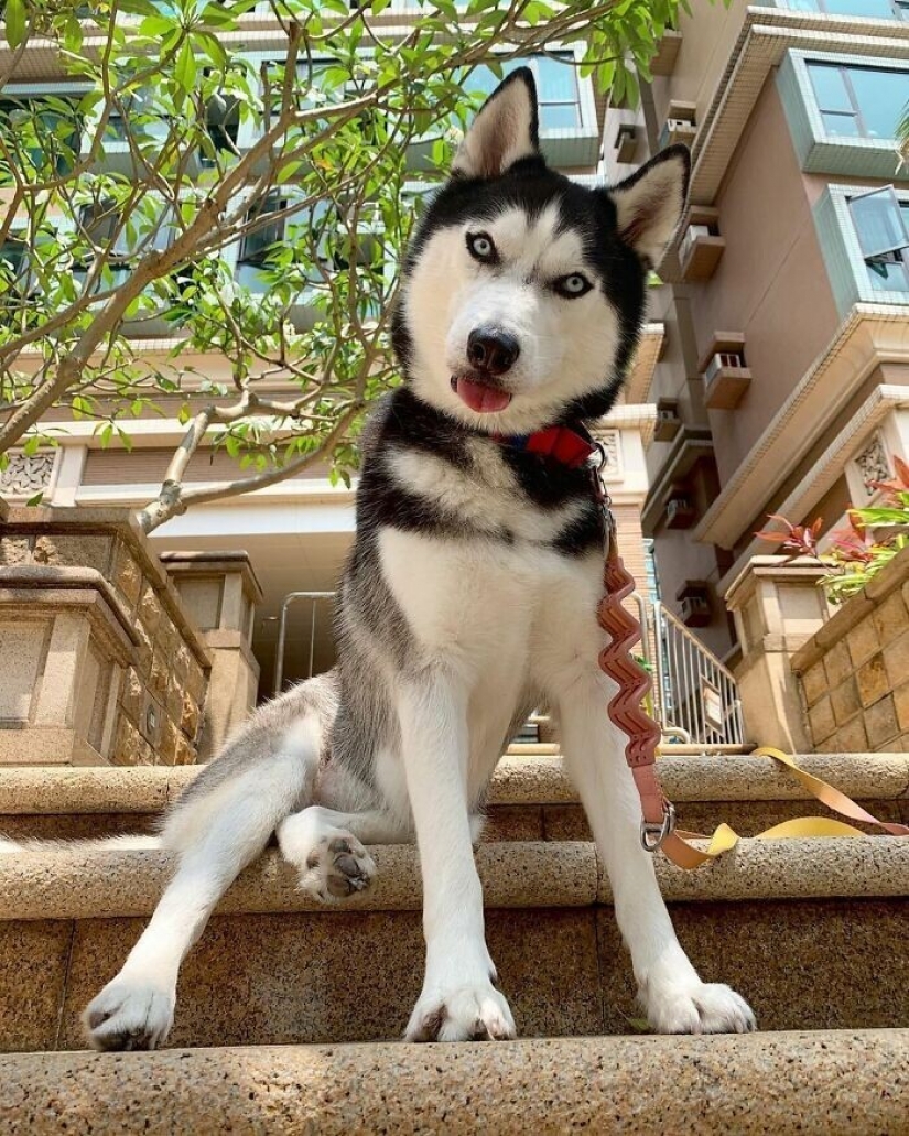 Beautiful husky that will steal your heart and won't return back