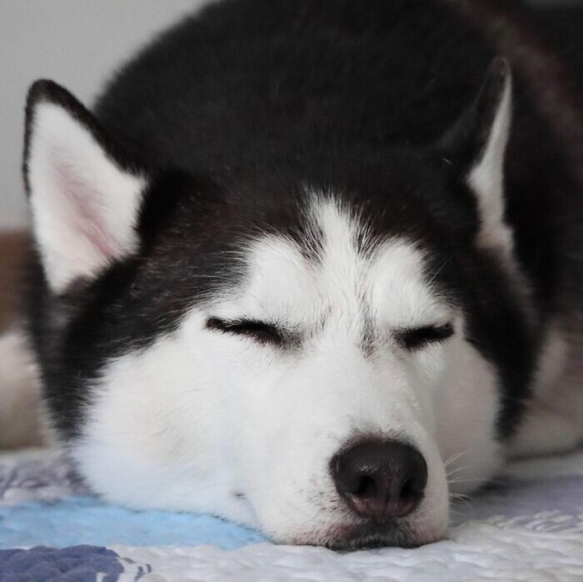 Beautiful husky that will steal your heart and won't return back