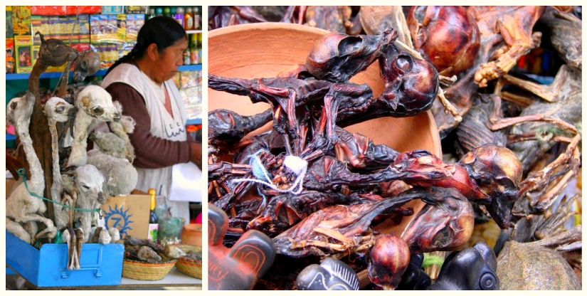 Beer made from elephant dung and scrotum kangaroo: 9 of the strangest Souvenirs