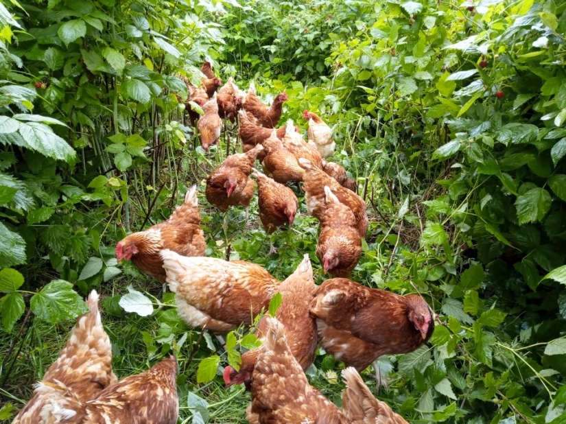 Beyond civilization: the family of Britons living a fully Autonomous life on the farm