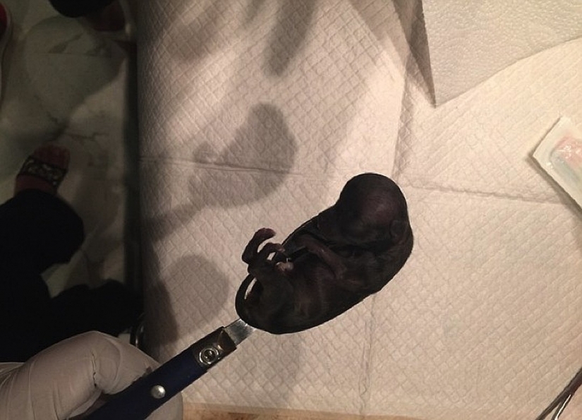 "Bonito perrito... dame dos!": el pequeño Chihuahua Millie clonado ya 49 veces