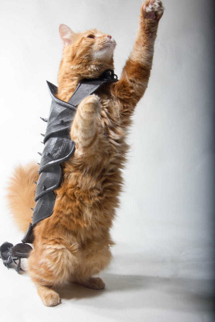 British printed battle armor for a cat