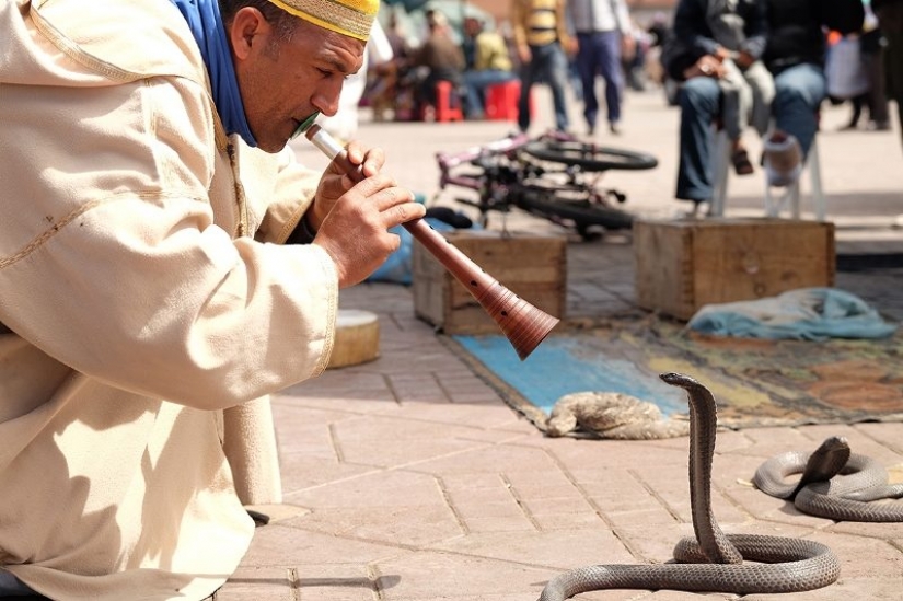 Broma letal: miedo Cobra y murió Broma letal: miedo Cobra y murió