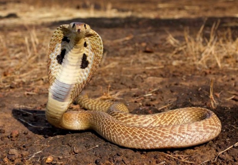 Broma letal: miedo Cobra y murió Broma letal: miedo Cobra y murió