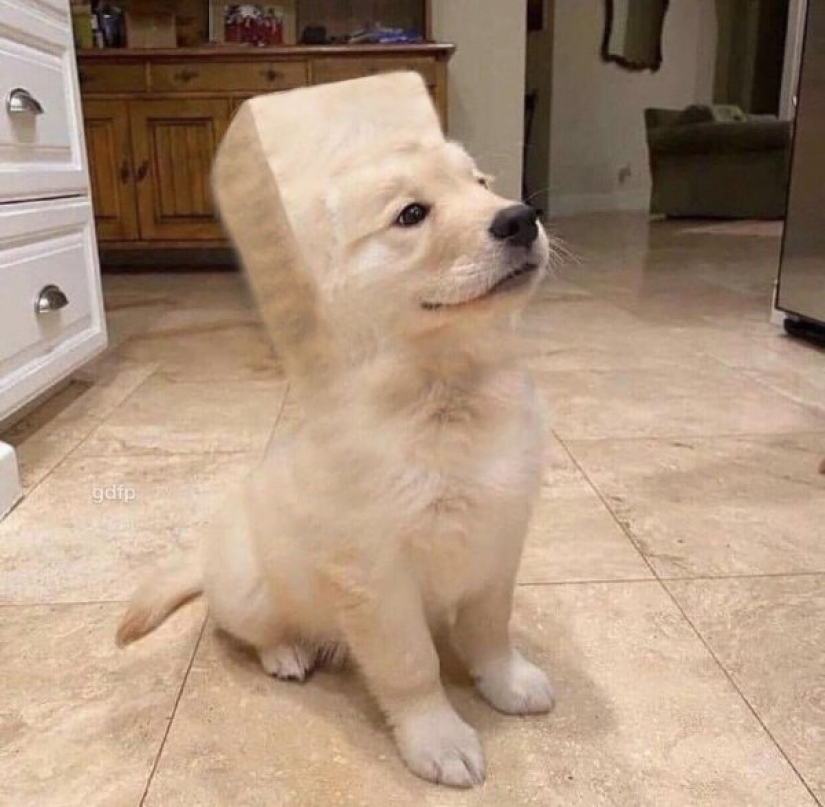 Cachorro tiene el hocico en el cuadro y de inmediato se convirtió en el héroe de photojob