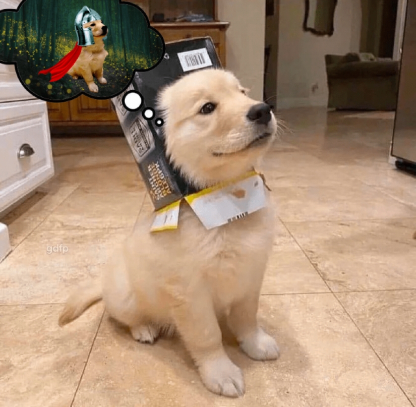 Cachorro tiene el hocico en el cuadro y de inmediato se convirtió en el héroe de photojob