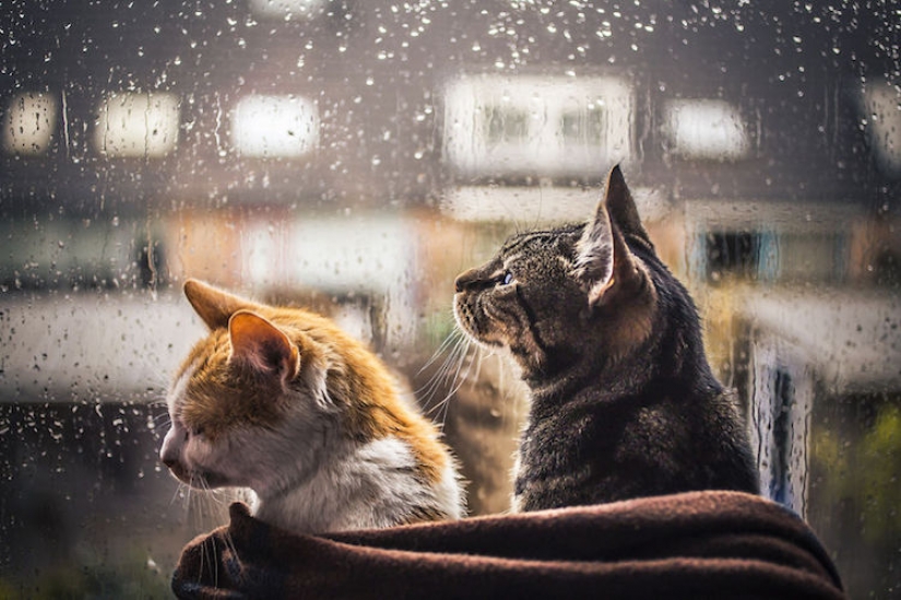 Cats at the window Cats at the window