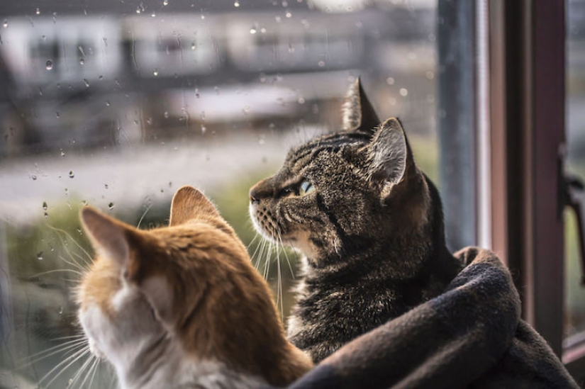 Cats at the window Cats at the window